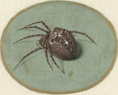 Jan Augustin van der Goes, Spider, 1690